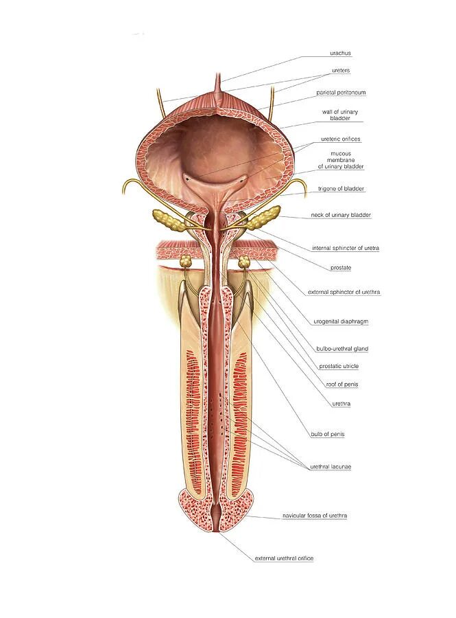Строение мочевого пузыря мочеиспускательного канала. Мочевой пузырь и мочеиспускательный канал. Мочеиспускательный канал и уретра анатомия. Мочеиспускательный канал у мужчин анатомия. Мочеиспускательный канал у женщин анатомия.