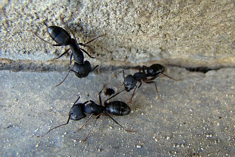 Чёрный муравей-древоточец. Кампонотус компрессус. Гигантский муравей древоточец. Муравей-древоточец пенсильванский.
