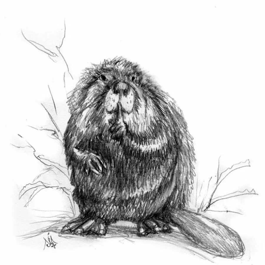 бобер в графике. стилизованный бобер. бобр набросок. бобр рисунок. бобер графика.