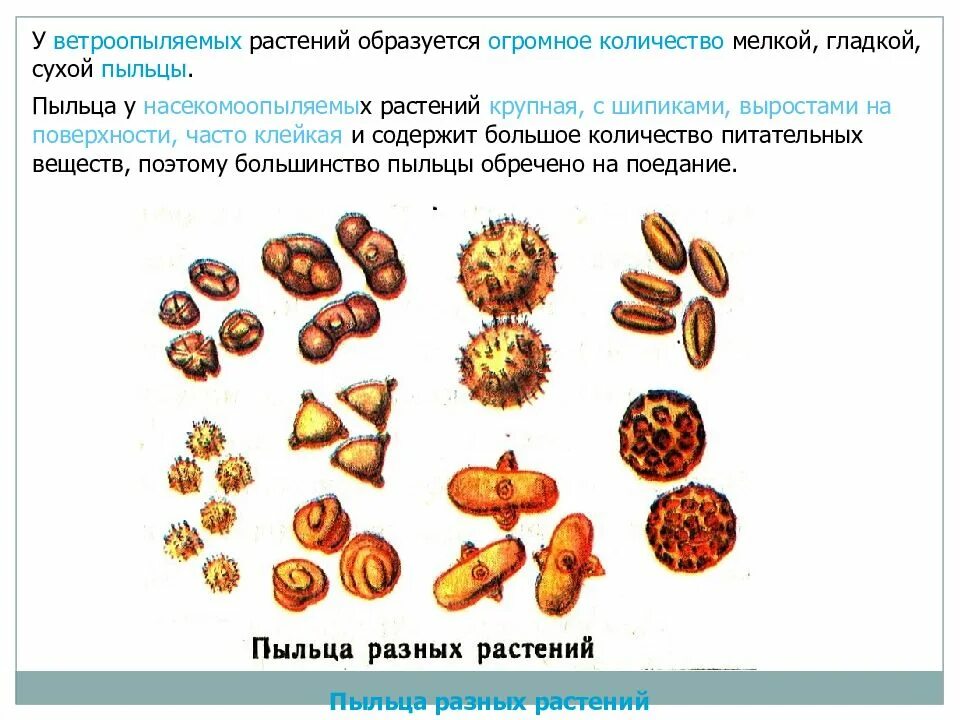 Пыльца растений. Образуют мелкую сухую пыльцу. Пыльца ветроопыляемых растений. Пыльцевые зерна ветроопыляемых. Пыльца цветковых формируется в