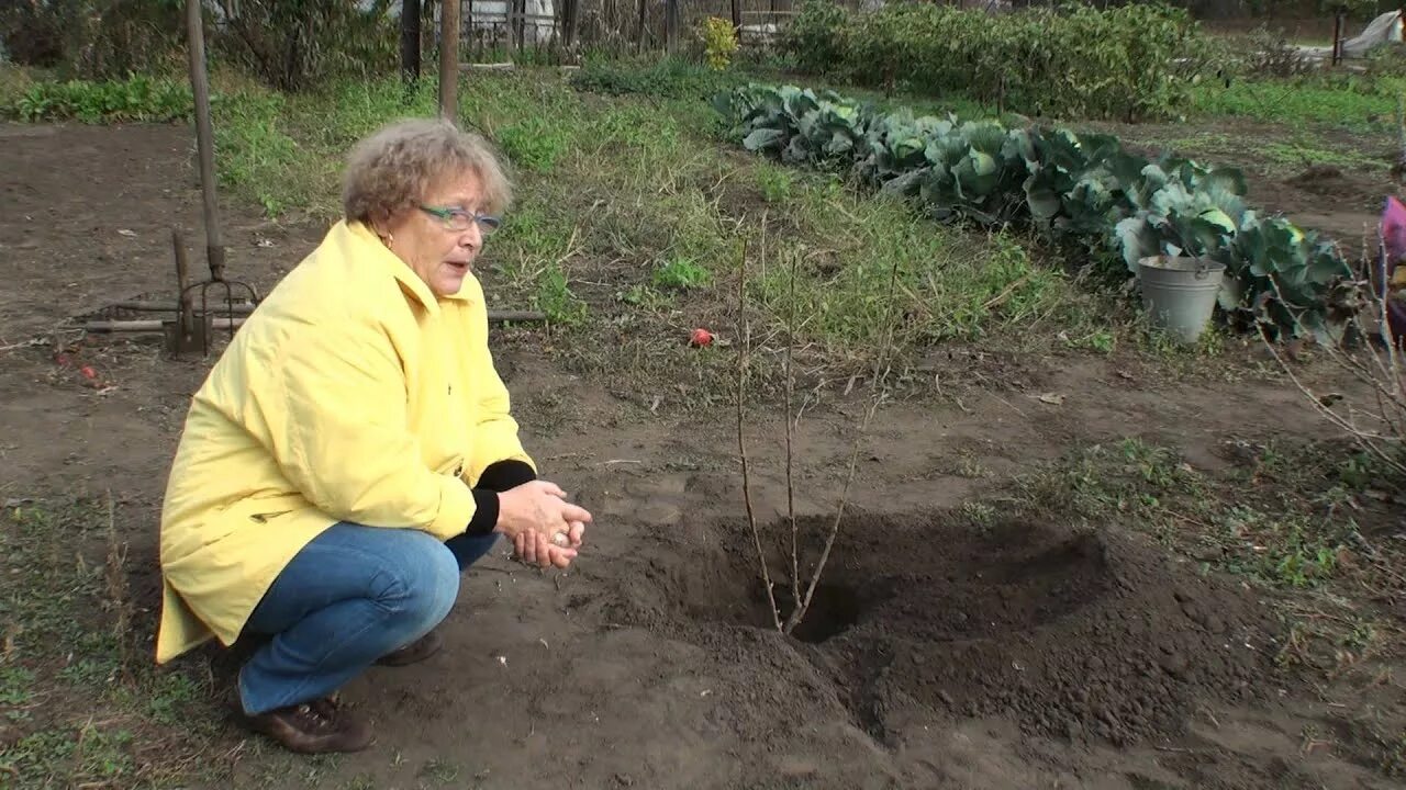 Как садить красную
