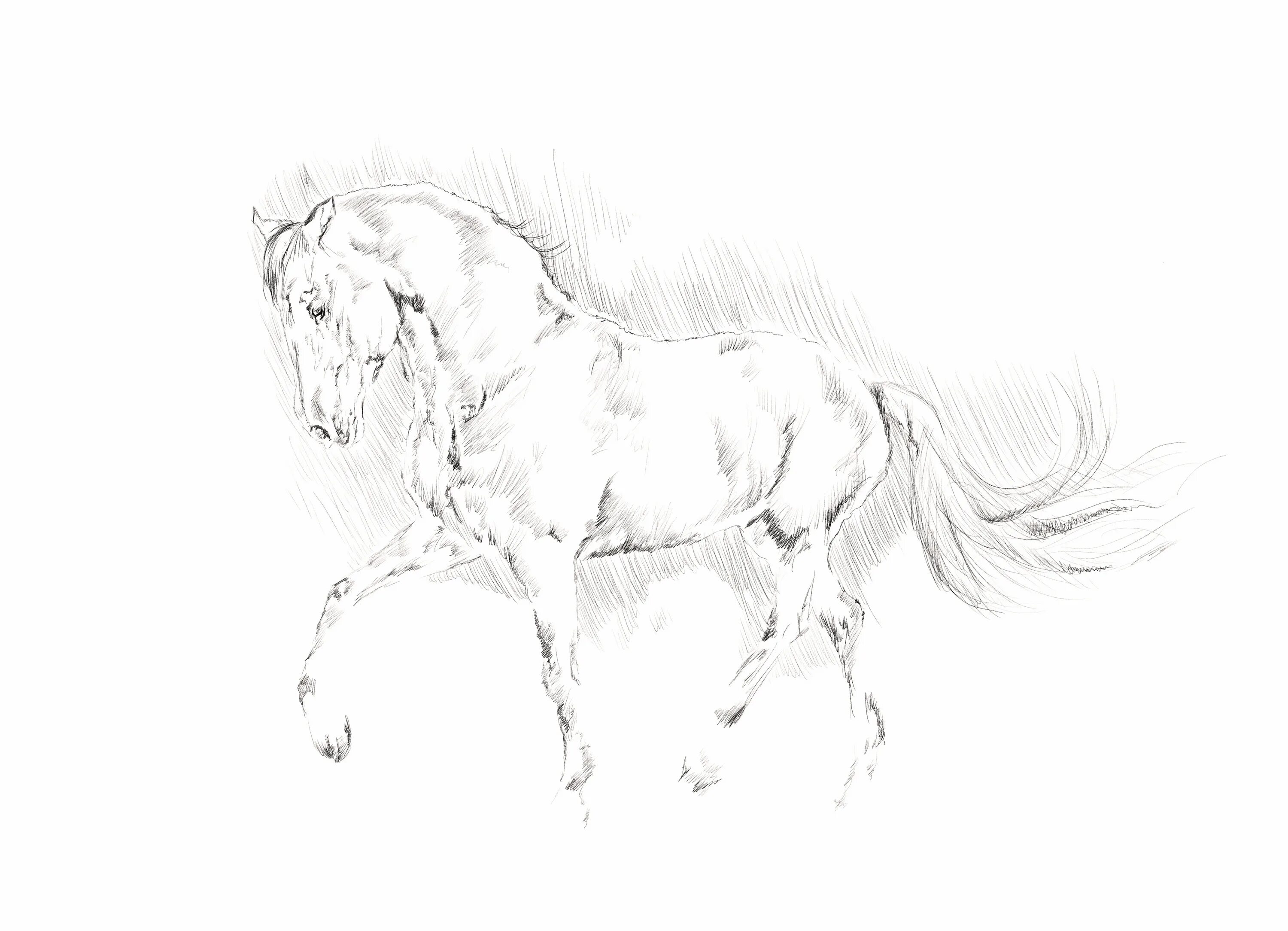 Карандашный набросок 5 букв сканворд. Лошадь карандашом. Лошадь рисунок карандашом. Наброски лошадей карандашом. Зарисовки лошадей карандашом.