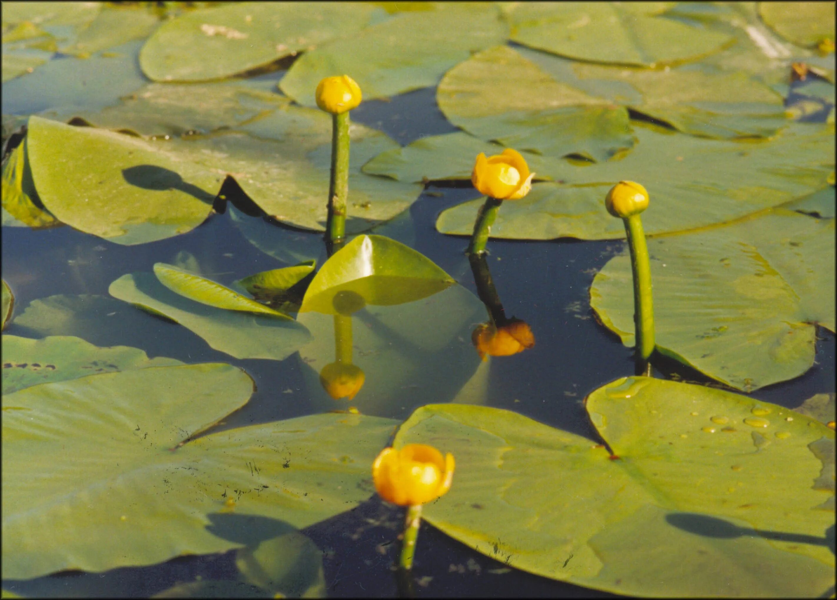 Кувшинка кубышка. Кувшинка желтая кубышка. Кубышка (Nuphar). Кубышка желтая водяная Лилия. Желтая кувшинка на воде