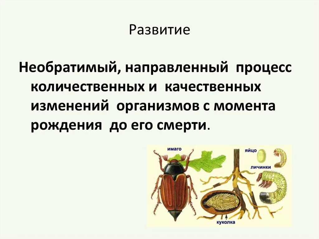 Жуки тип превращения. Цикл развития майского жука и его стадии. тип развития майского жука. развитие с полным превращением майский жук. стадии развития майского жука.