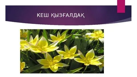 Орта жастағы әйелдердің анальды жыныстық қатынасы