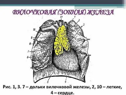 Зобная железа говяжья где находится фото