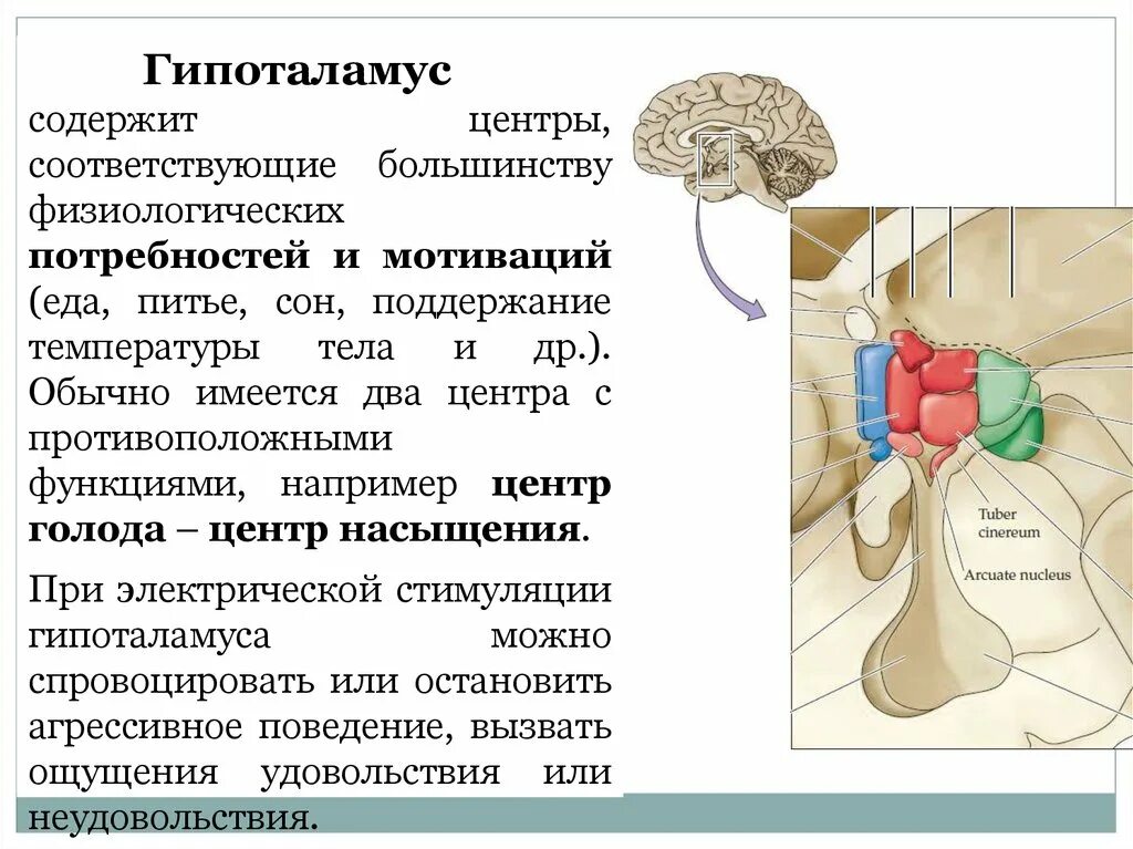 Гипоталамус содержит центры голода и жажды. Центр голода в гипоталамусе. Лимбико гипоталамо ретикулярный комплекс. Задняя гипоталамическая область. Возбуждение «центра голода» гипоталамуса вызывается.