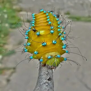 Голубая гусеница