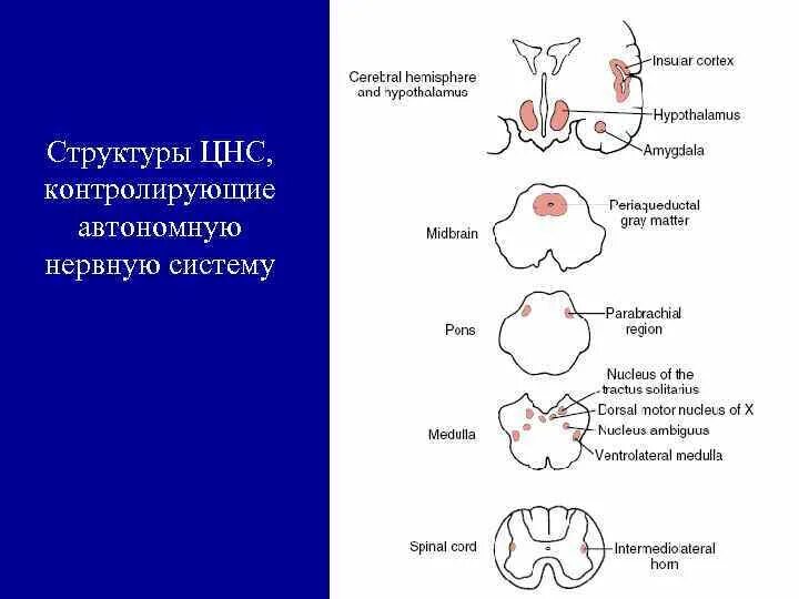 Соподчинение структур нервной системы. Схема организации цнс. нервная регуляция висцеральных функций. иерархическая структура цнс. принцип иерархии в цнс.