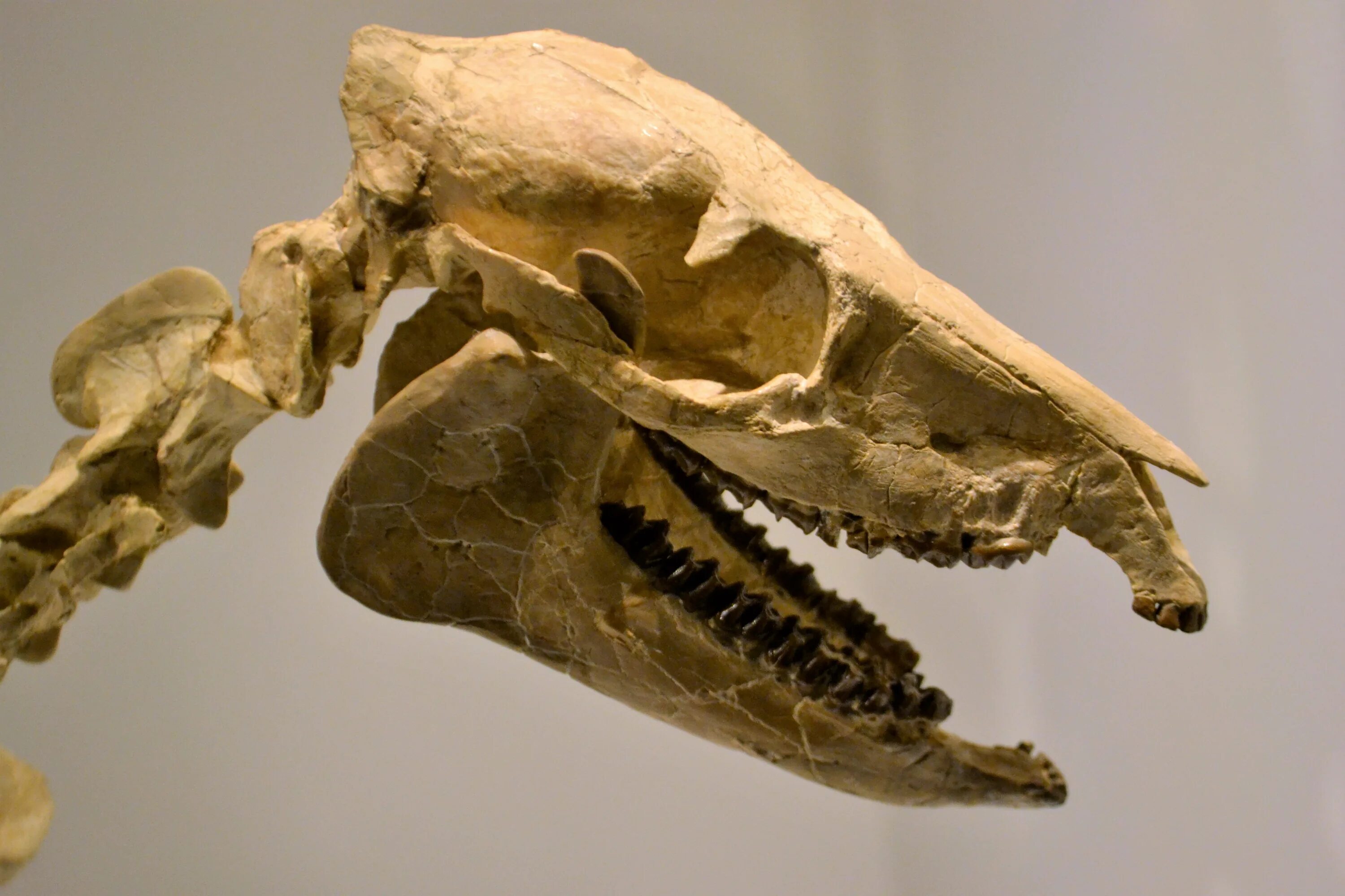 Окаменелости тиранозавра. Окаменелости кости динозавров. Скелет динозавра. Палеонтология динозавры.