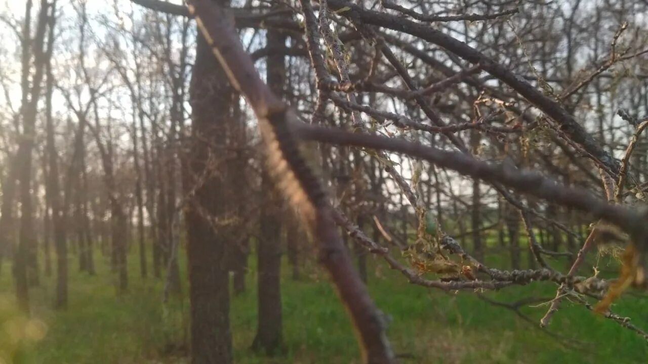 Непарный шелкопряд в башкирии 2023. Гусеница непарного шелкопряда съеденные деревья. Деревья пораженные шелкопрядом. Непарный шелкопряд гусеница. Непарный шелкопряд в башкирии 2023.