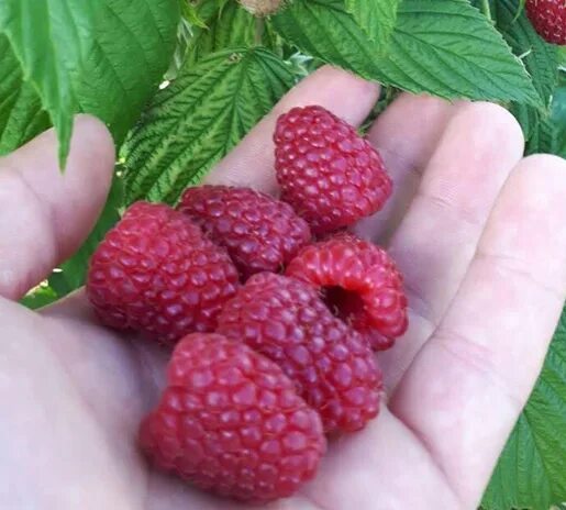 Продам ягоди реманентнои малини полька Agro-Ukraine