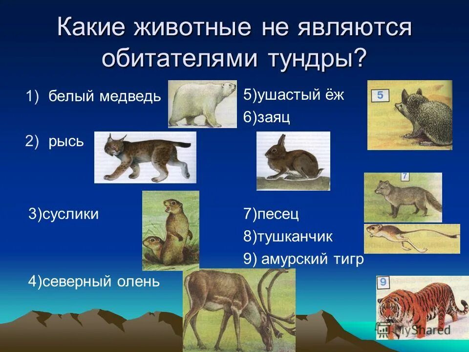 Общая характеристика грибов. Является обитателем. Является обитателем. Является обитателем. Сведения о клещах.