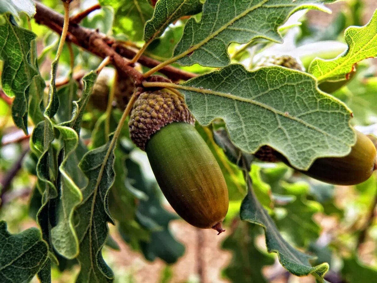 дуб крупноплодный желуди. орех и желудь плод. антракноз желудей дуба. дубовые желуди. дуб иволистный желудь.