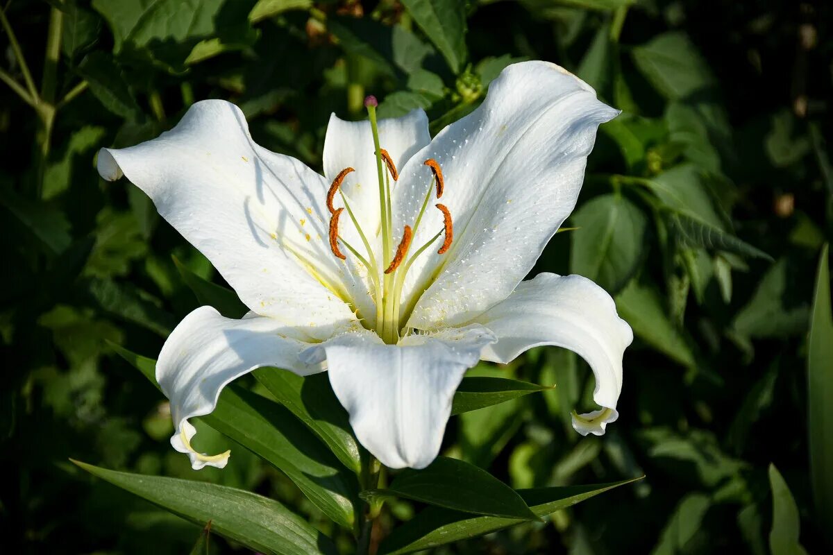 лилия уайт романс. Ds lily foto. лилия белая город. лилия уайт пиксель. храм лилия.