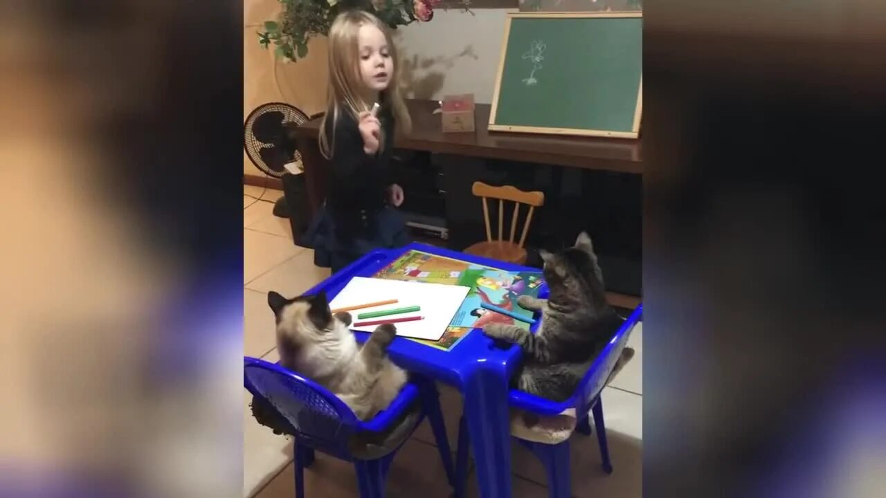 Обучающий кот. Кот учится. девочка учит котов. кривая обучения с котом.