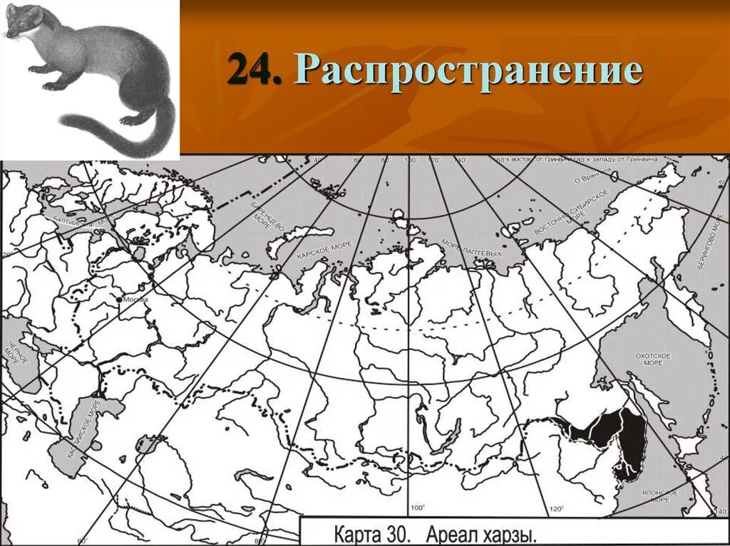 Харза ареал обитания. Харза ареал обитания в России. Суслик ареал обитания в России. Европейская норка ареал.