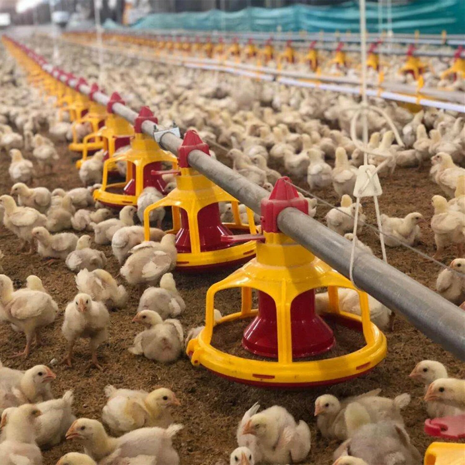 Оборудование для птицеводства. Птицеферма куриная планета poultry farm of chicken planet. верма для бройлер ферма. оборудование для птицефермы. оборудование автоматическая для бройлеров.