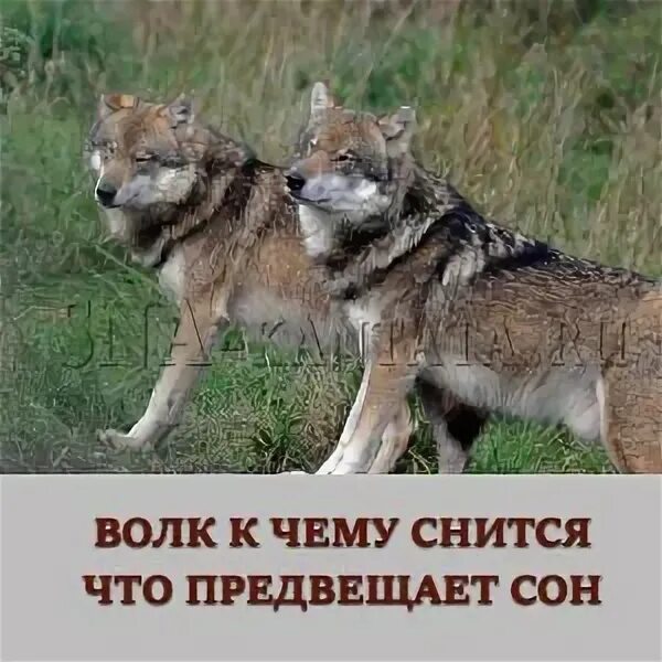 Волк приснился во сне. Сна волки. Приснился волк. Волка увидеть во сне к чему. Сонник к чему снятся волки.