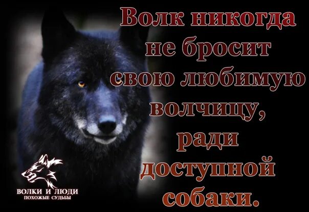 Слушать если будешь не со мною волком. Волки с надписями. Цитаты волка. Статусы с волками. Одинокий волк цитаты.