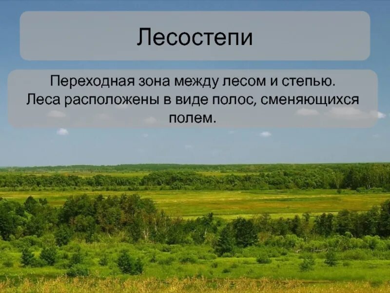 Почему лесостепи и степи относятся