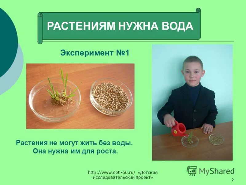 Научный проект для 3 лет Проект дачный участок как экосистема