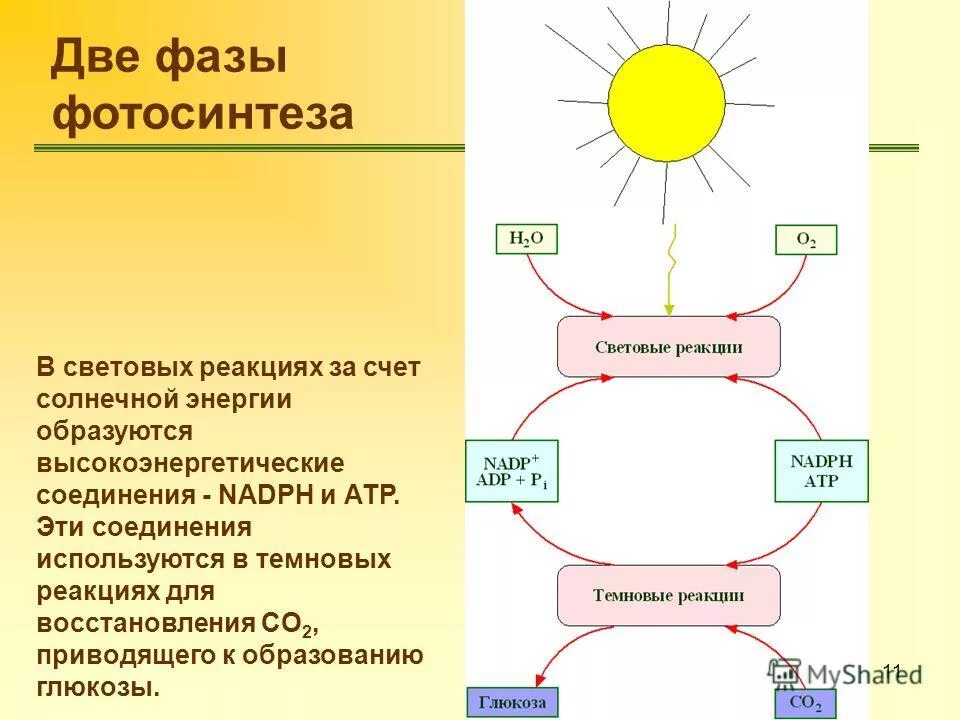 Фотосинтез том 1. Схема Солнечная энергия фотосинтез. Две фазы фотосинтеза. Световая стадия фотосинтеза. Фотосинтез 2 фазы.