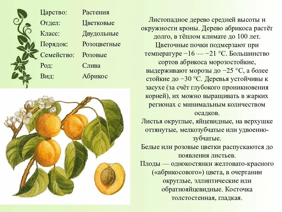Название плода абрикоса. Семейство Розоцветные абрикос. Абрикос характеристика плода.