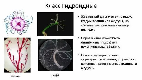 Пресноводную гидру относят к типу кишечнополостные
