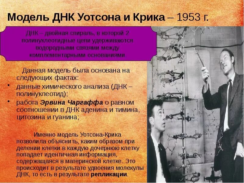 Модель днк была предложена. Структура днк уотсон и крик. модель дж уотсона и ф крика. модель днк уотсона и крика. пространственная модель днк уотсона-крика.