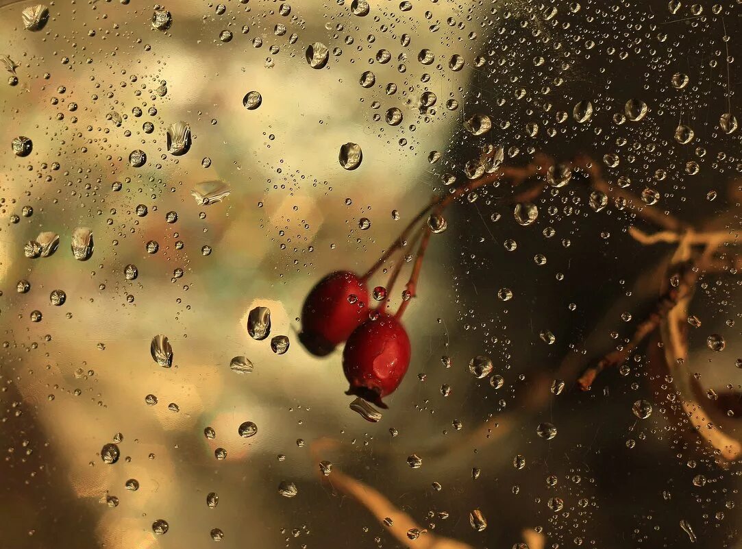 кофе дождливое утро. кофе с каплями дождя фото. песня кофе с каплями дождя. духи капля дождя. капли дождя на листве.