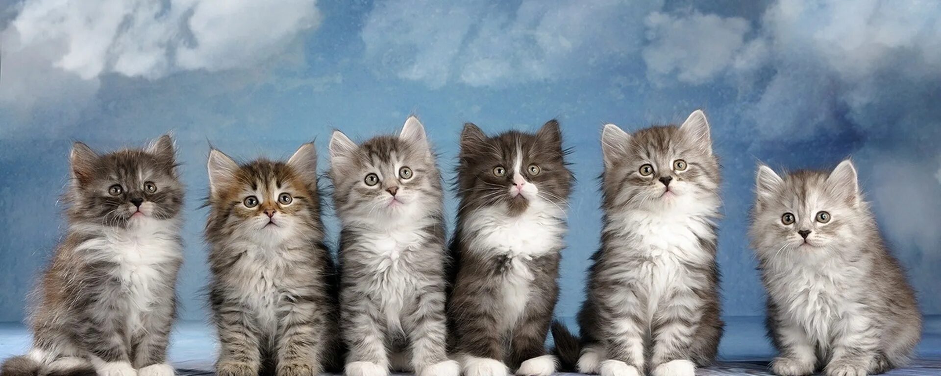 Котики в ряд. Много котят. котики несколько. несколько красивых котят. много красивых котят.