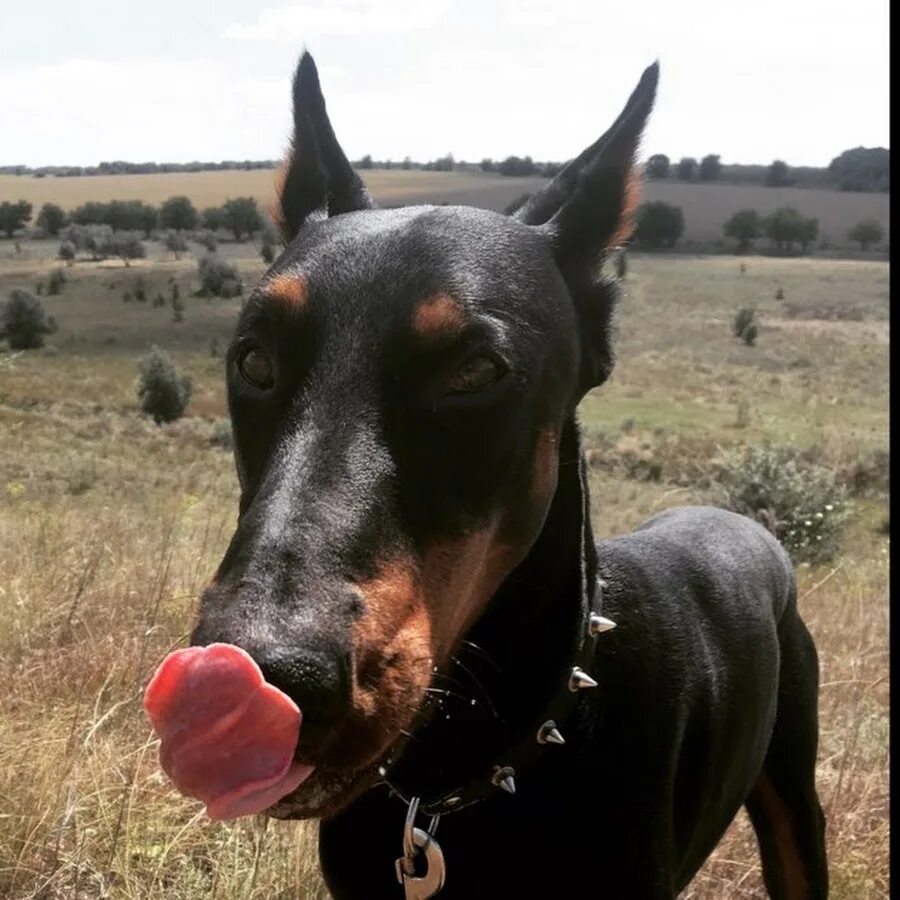 Доберман американский и европейский. Доберман жизнь. Королевский доберман. Породы собак больших бойцовских доберманы. Доберман-пинчер щенок.