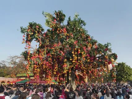 Trees tradition