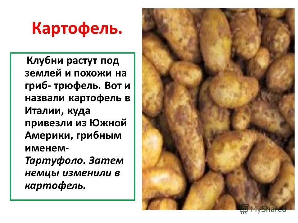 Откуда картошка в россии. Клубневые картофель. Клубень картошки. Картошка клубень растет. Как называется картошка.