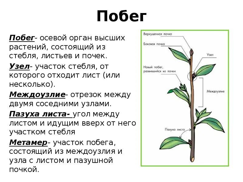 Побег узел междоузлие пазуха листа. Верхушечная почка узел междоузлие. ПАЗУШНАЯ почка побег стебель. Междоузлия стебля. Побег состоящий из листьев почек называют