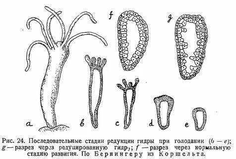 Пресноводная гидра стадия эмбрионального развития