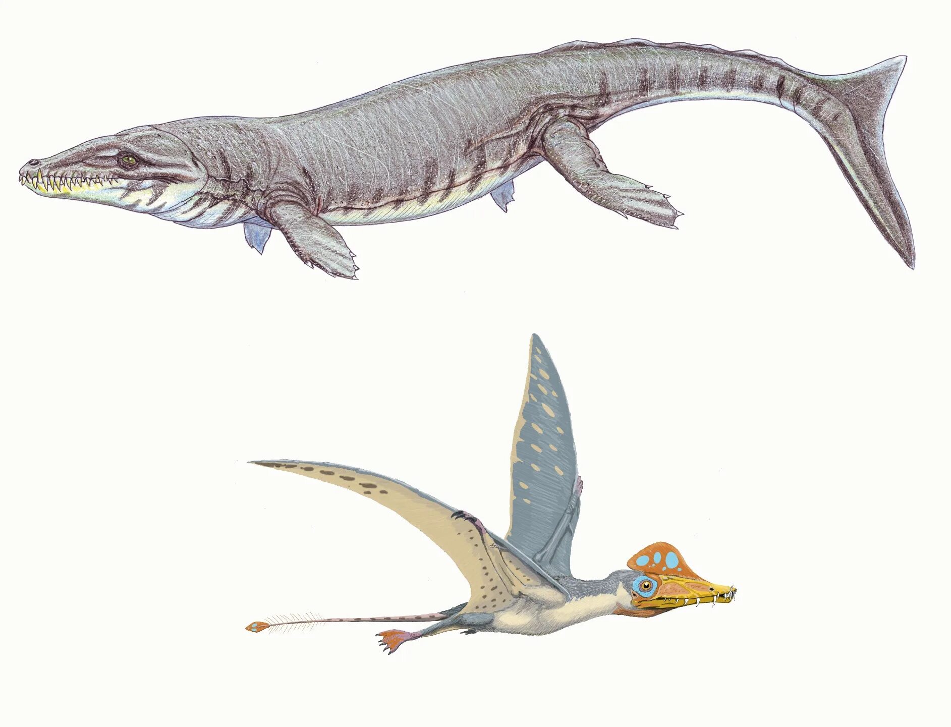 Дакозавр. Скафогнат птерозавр. dakosaurus. дакозавр (dakosaurus). scaphognathus.