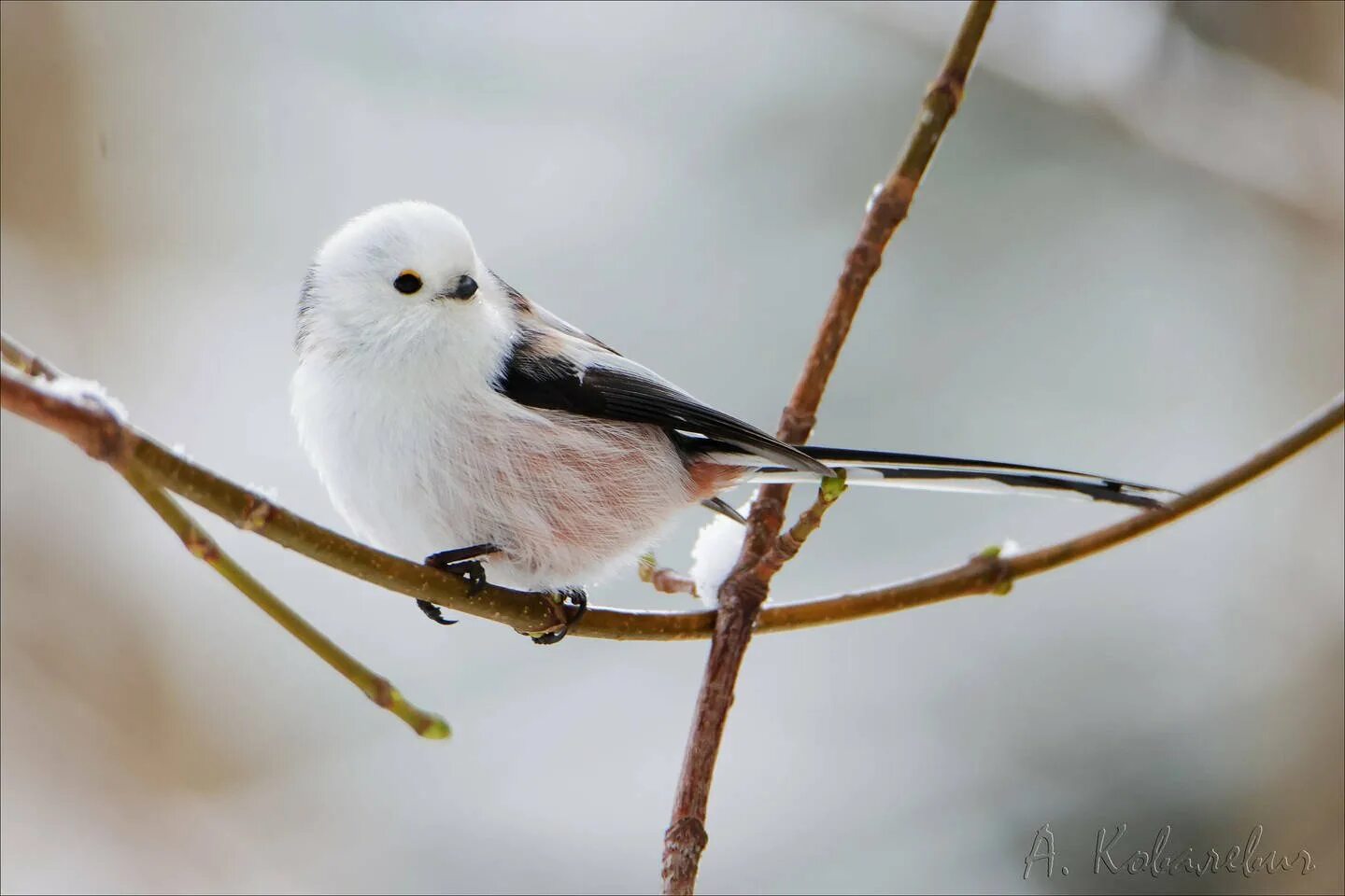 Long-tailed Tit (Aegithalos caudatus). Birds of Siberia.