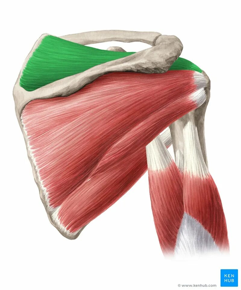 Повреждение сухожилия подлопаточной мышцы. Мускулус супраспинатус. Надостная мышца (супраспинатус).. Надостная и подостная мышцы. Надостная мышца плеча анатомия.