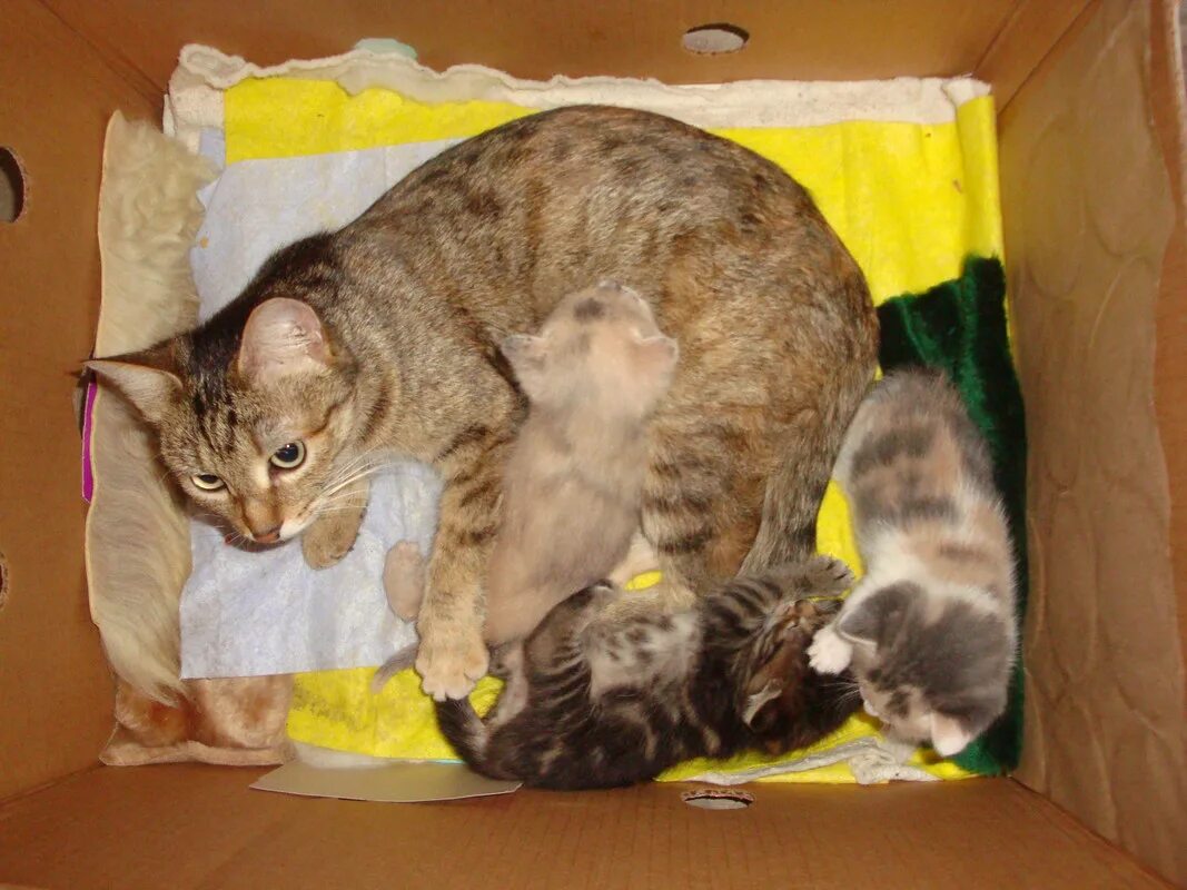 К чему снится прогонять кошку. Прогнать кошку. согнать кошку. котенка маленького сосед.