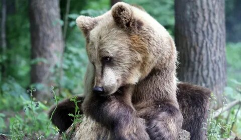 Приснился медведь бурый к чему женщине