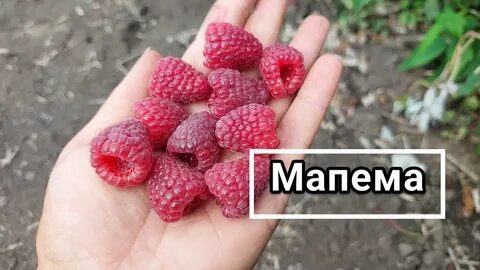Малина мапема