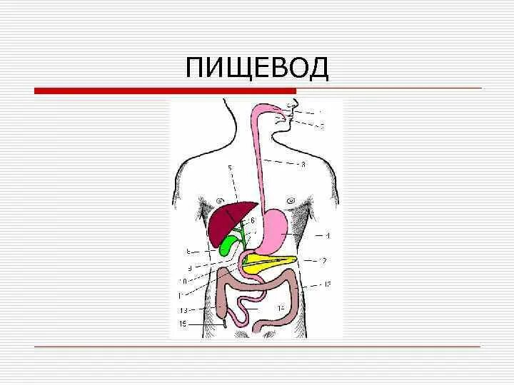 Органы пищевод человека