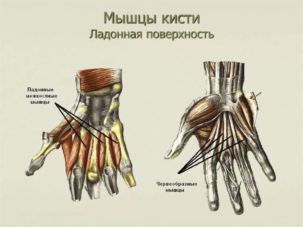 Анатомия ладонной поверхности кисти. Мышцы кисти короткая ладонная мышца. Мышцы кисти правая ладонная поверхность анатомия. Медиальная группа мышц кисти. Поверхность запястья