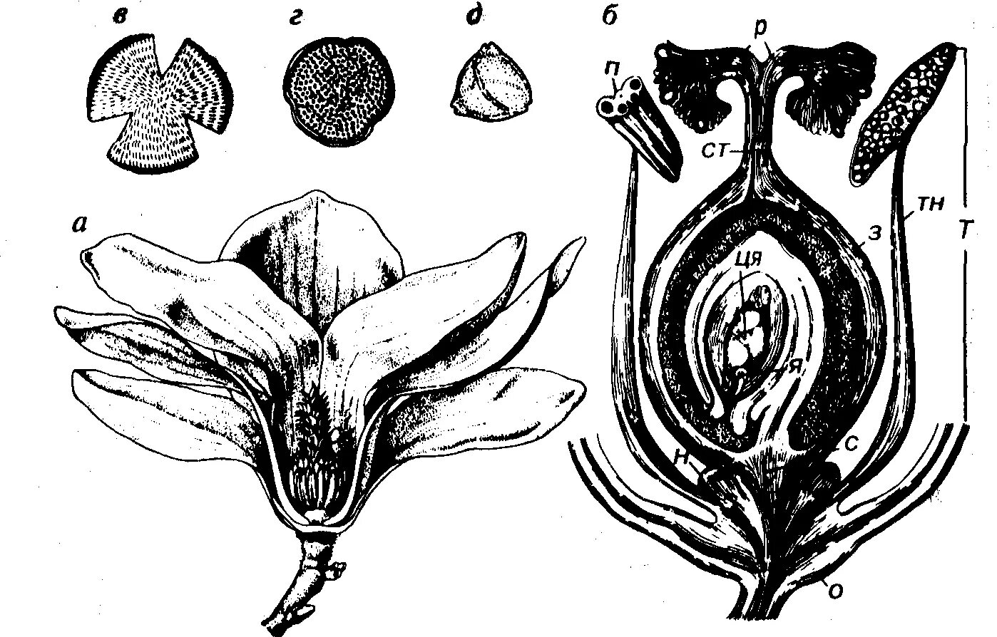 Поперечный срез завязи пестика лилии под микроскопом. Магнолия крупноцветковая диаграмма цветка. Строение магнолии крупноцветковой. Завязь пестика лилии в разрезе. Поперечный разрез завязи лилии.