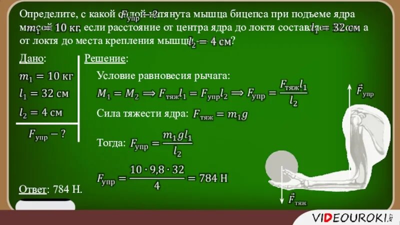 С какой силой натянута мышца бицепс