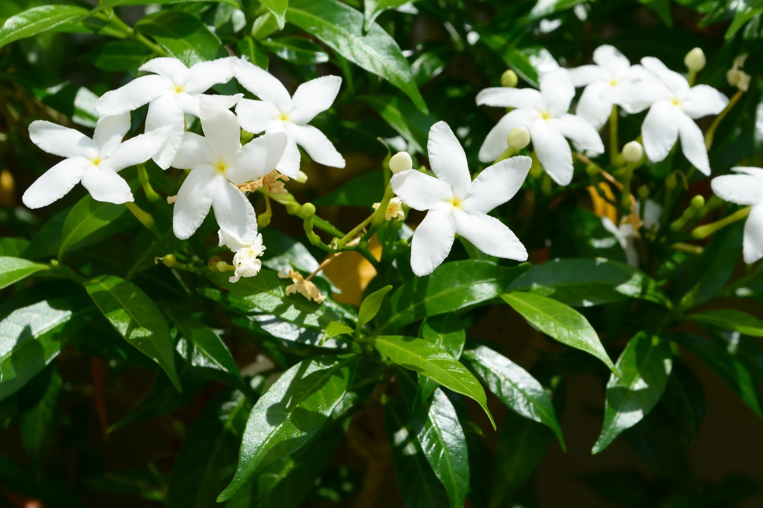 Подобно цветущим. Jasminum кустарник.