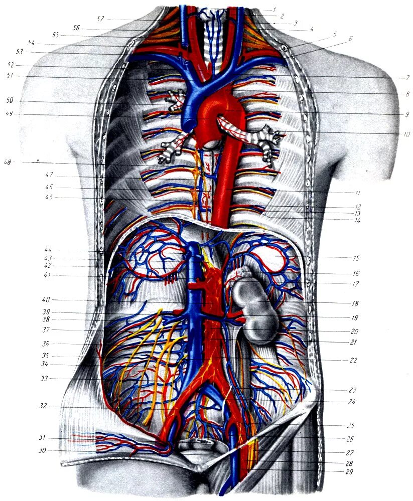 Топографическая анатомия грудной аорты. Аорта топография анатомия. Грудная аорта анатомия топография. Нижняя полая Вена и брюшная аорта анатомия. Сосуд собирающий кровь от органов брюшной полости