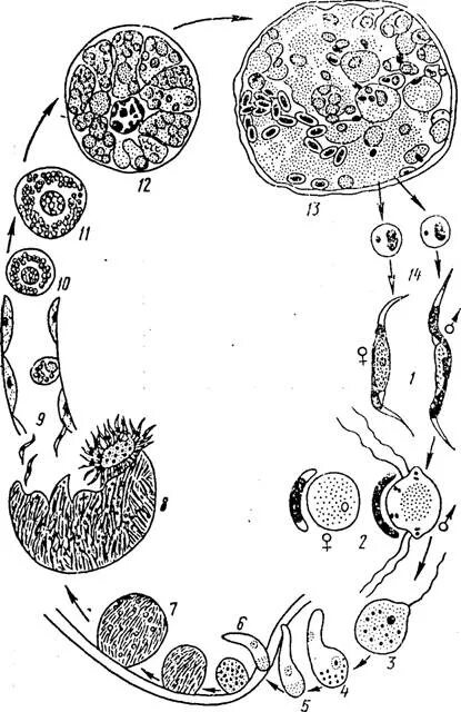 Жизненный цикл грегарины моноцистис. Строение гамонта грегарины. Цикл развития gregarina SP. Локализация зиготы грегарины.